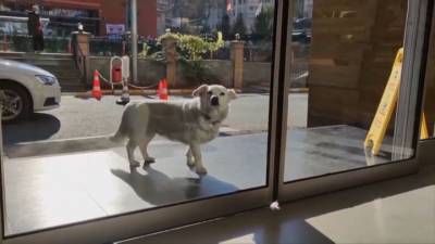 Видео из Сети. Как собака ждала хозяина, пока тот был в больнице - mur.tv