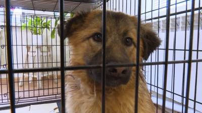 В Татарстане спасли бездомную собаку с простреленной шеей. - mur.tv - республика Татарстан