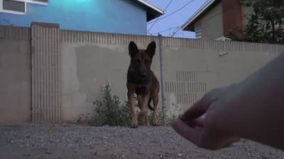 Видео из Сети. Доверие собаки сначала нужно заслужить - mur.tv