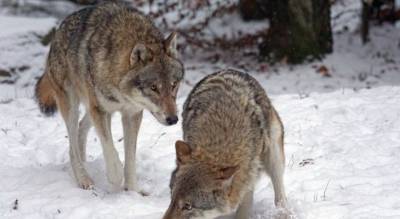 В трех районах Чувашии охотники застрелили четырех волков - mur.tv - республика Чувашия
