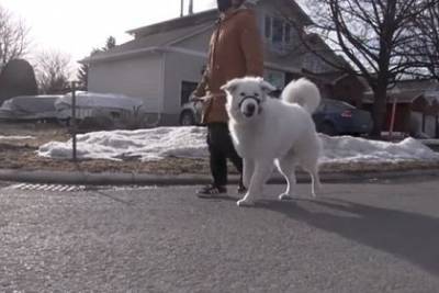 Собака спасла жизнь хозяйки на прогулке - mur.tv - Канада - Оттава