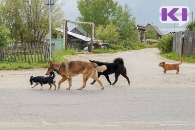 В Сыктывдинском районе отловят бродячих собак на 457 тысяч рублей - mur.tv