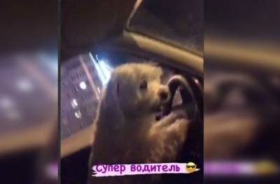 В Тюмени женщина дала порулить собаке - mur.tv - Тюмень - Тюменская обл.