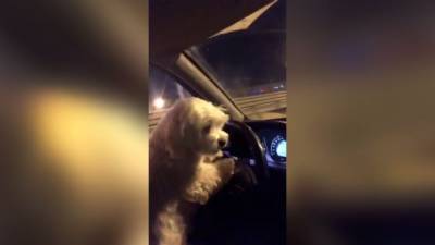 Видео из Сети. В Тюмени женщина дала порулить собаке ради хайпа в Instagram - mur.tv - Тюмень