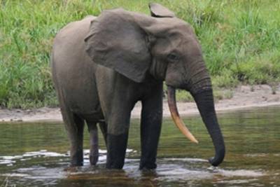 Африканские лесные слоны оказались на грани исчезновения - mur.tv