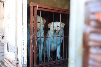 Двух синих собак привезли в муниципальное учреждение Дзержинска - mur.tv - Дзержинск