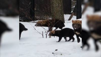 Видео из Сети. Кустарниковые собаки охотятся на ворон в Московском зоопарке - mur.tv