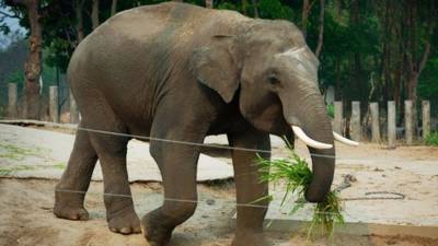 В Ботсване по неизвестным причинам гибнут дикие слоны - mur.tv - Англия - Ботсвана