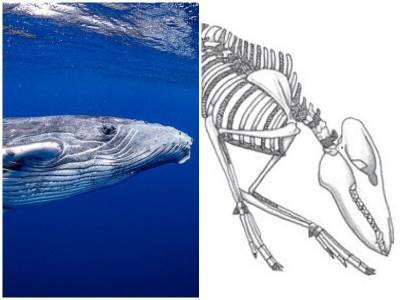Древнейшие предки китов – зверьки размером с лису - mur.tv - Сша