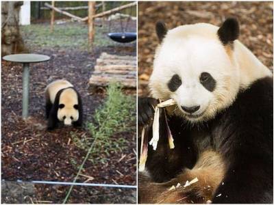 В бельгийском зоопарке панда совершила побег - mur.tv