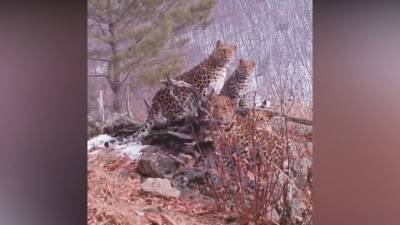 Редкие кадры: в Приморье самка леопарда с котятами попали на видео - mur.tv - Приморье край
