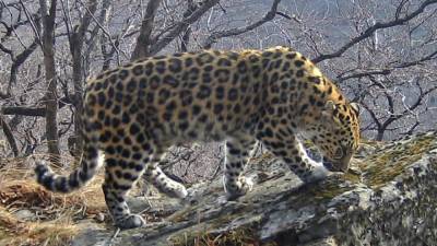 Самка леопарда с котятами попала на видео в нацпарке Приморья - mur.tv - Приморье край