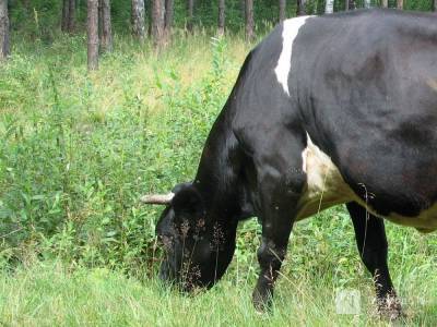 Животноводческий комплекс на 400 коров появится в Воротынском районе - mur.tv - Нижегородская обл.