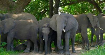 Возможность вымирания слонов и торнадо в США. Пять новостей, которые вы могли проспать - mur.tv - Сша