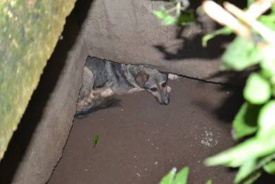 В Смоленске спасатели помогли собаке, провалившейся в трехметровую яму - mur.tv - Смоленск