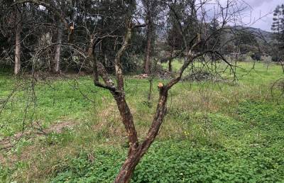 Хотели как лучше: 7 ошибок садовода, от которых гибнут деревья - sadogorod.club