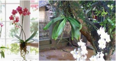 8 удивительных фактов об орхидеях, которые вы скорее всего не знали - lifehelper.one