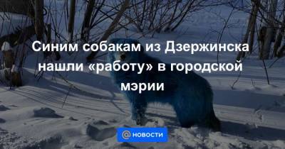 Иван Носков - Синим собакам из Дзержинска нашли работу в городской мэрии - mur.tv - Дзержинск