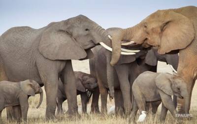 Африканские слоны находятся на грани вымирания - mur.tv