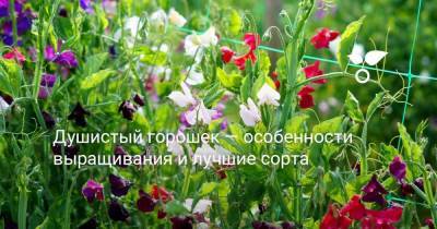 Душистый горошек — особенности выращивания и лучшие сорта - sadogorod.club