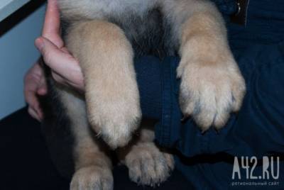 В Сети сообщили, что двое кузбассовцев зарубили топором собаку в подъезде - mur.tv - Прокопьевск
