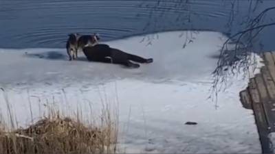 В Энгельсе мужчина спас собаку из ледяной воды - mur.tv - Россия