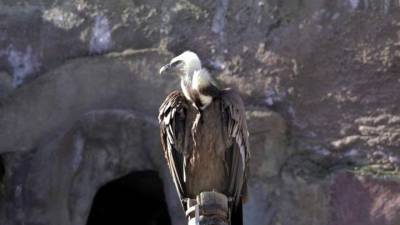Небрежность или вредительство: перчатка посетителя зоопарка убила редкую птицу - mur.tv - Россия