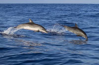 В России хотят ввести временный запрет на вывоз китов и дельфинов - mur.tv - Россия