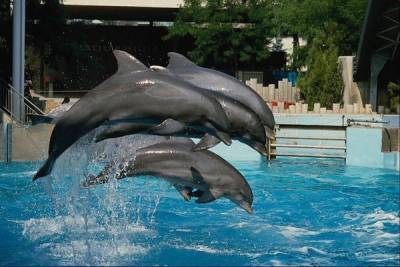 Минсельхоз РФ предложил запретить вывоз дельфинов, китов и морских свиней - mur.tv - Россия