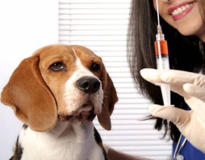 Вакцинация собак. Все, что нужно знать о прививках - mur.tv