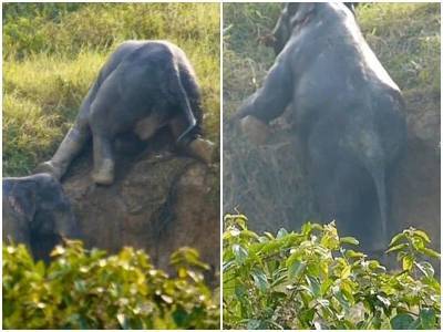 Пара слонов выбралась из канавы, помогая друг другу - mur.tv - Таиланд