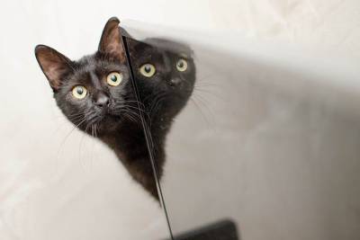 Ученые обнаружили, что кошки могут различать голос хозяев - mur.tv