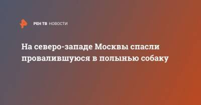 На северо-западе Москвы спасли провалившуюся в полынью собаку - mur.tv - Москва
