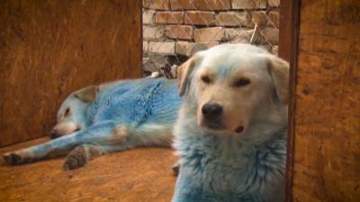 Собак с голубым окрасом трудоустроили в администрацию Дзержинска. - mur.tv - Дзержинск