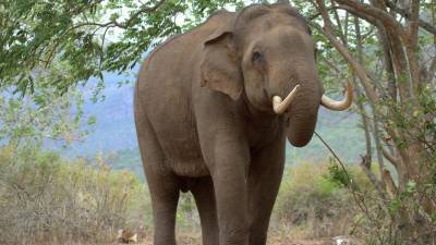 Власти Ботсваны поощряют охоту на слонов - mur.tv - Ботсвана