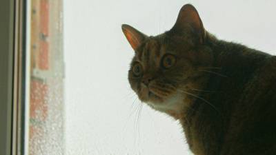 В Новороссийске спасли застрявшую в подвесном потолке кошку (ФОТО) - mur.tv - Новороссийск