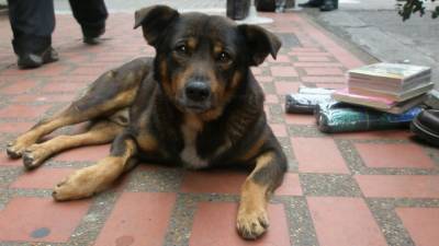 Отстрел или приют: в Саратове не могут справиться со стаями бездомных собак - mur.tv - Саратов