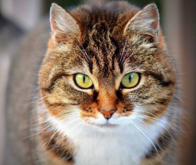 Учёные выяснили, что кошки способны отличать голоса хозяев от чужих людей - mur.tv - Токио