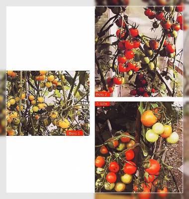 Что вырастет из семян собранных с гибридов томатов F1 – мои отзывы и фото - sadogorod.club