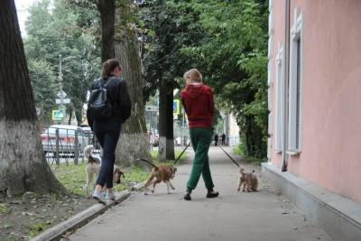 Михаил Ведерников - Псковичей, не убирающих за своими собаками на улице, будут штрафовать - mur.tv - Псков