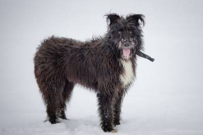 Собака, которую нашли привязанной к дереву в Пскове, обрела семью - mur.tv - Псков