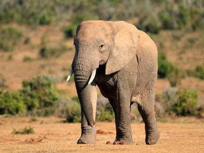 Два вида африканских слонов признали находящимися под угрозой исчезновения - mur.tv