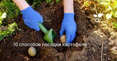 10 способов посадки картофеля - sadogorod.club