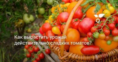 Как вырастить урожай действительно сладких томатов? - sadogorod.club - Виноград