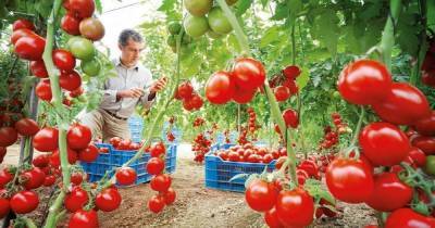 Как с одного куста томатов получить в 5-7 раз больше урожая: действенные методы Маслова - lifehelper.one - Калининград