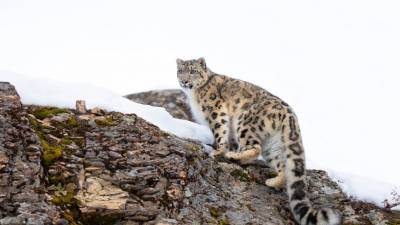 В Приморье котята редкого леопарда попали в кадр (ВИДЕО) - mur.tv - Приморье край