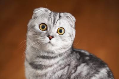 Шотландская вислоухая кошка: как ухаживать? - shkolazhizni.ru