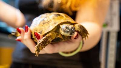 Неизвестный попытался вывезти в чемодане 185 детенышей галапагосских черепах - mur.tv - Эквадор