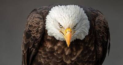 Американцы сумели спасти свою национальную птицу - porosenka.net - Сша - штат Миссисипи