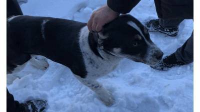 Спасатели Башкирии освободили собаку из заточения в гараже - mur.tv - республика Башкирия